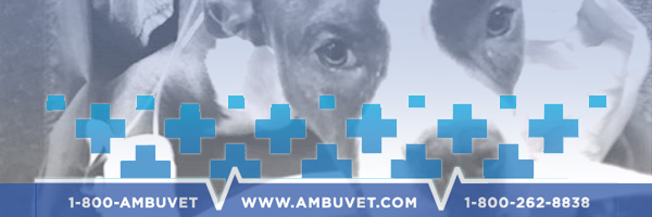 ambuvet Transport service of emergency or non emergency interhospital animal transfer, Open 24 Hours. serving the tri-state area with CDC compliant vehicles. Our staff are handshake free at this time 1-800-262-8838