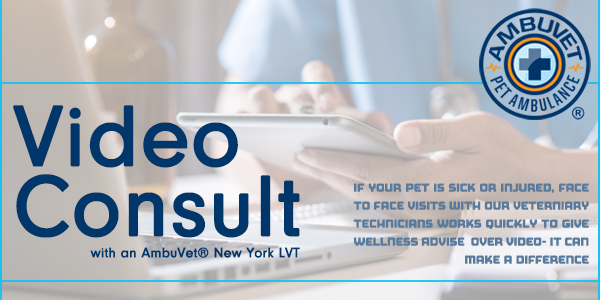 video pet telehealth consultation with an ambuvet licensed veterinary technician to assess pet health, offer pickup in an emergency and drop off to a vet clinic in your area- links to video consult page- the vet tech will call ahead of you visit with a local new york partner or veterinary hospital of your choice including those open 24 hours please call to schedule a video call